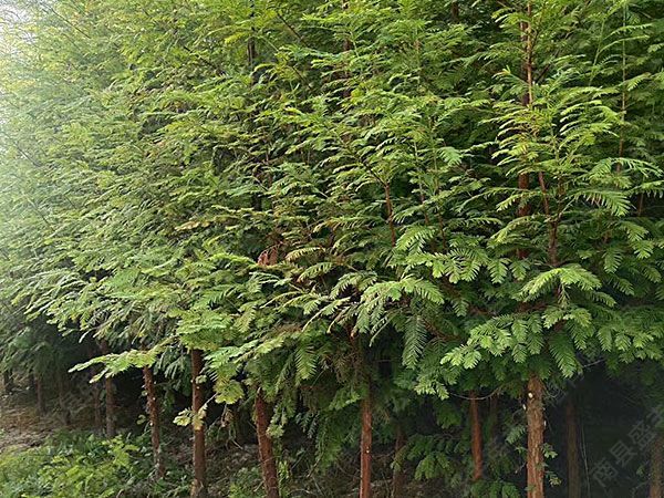 金(jīn)葉水杉掀起園林苗木種植的彩葉革命